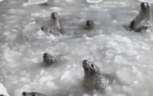 Seal Seals GIF - Seal Seals Feed Me GIFs