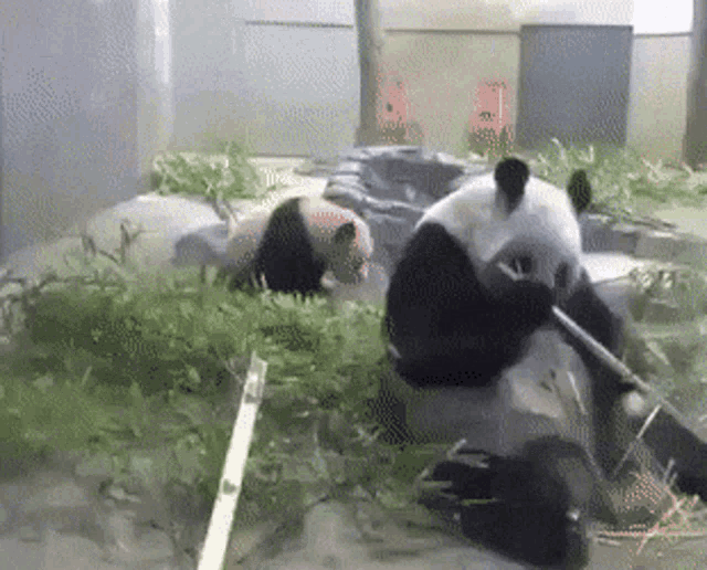 Panda Forgetting Gif Panda Forgetting Baby Discover Share Gifs