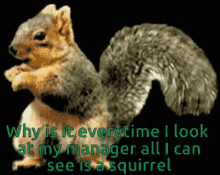 Squirrel Why Is It GIF - Squirrel Why Is It I Look At My Manager GIFs