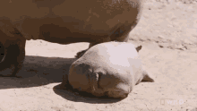 Sleeping National Geographic GIF - Sleeping National Geographic Secrets Of The Zoo Down GIFs