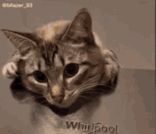 Cat Paws GIF - Cat Paws Cute GIFs