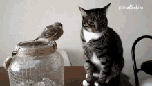 Canary Potter And The Deathly Swallows Pet GIF - Canary Potter And The Deathly Swallows Swallow Canary GIFs