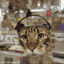 cat headphones bop dance