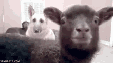 funny goats