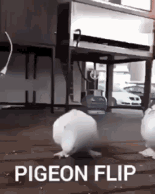 Pigeon Pigeon Flip GIF - Pigeon Pigeon Flip Funny GIFs