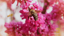 Bee Insect GIF - Bee Insect Collecting Nectar GIFs