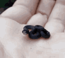 Snake Gif Small Snake GIF - Snake Gif Small Snake Black Snake GIFs