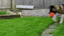 american akita akita dogs outdoors dog with ball