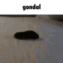 gondal