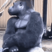 Gorilla Chillin GIF - Gorilla Chillin Just Chilling GIFs