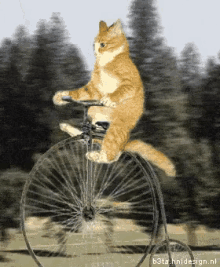 Old Timey Bike GIF - Bike Cat GIFs