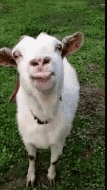 Albrighton Albrighton Goat GIF - Albrighton Albrighton Goat GIFs