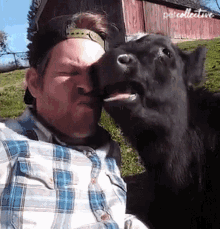 Cow The Pet Collective GIF - Cow The Pet Collective Rub GIFs