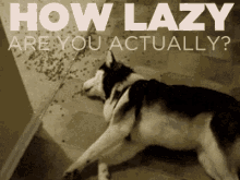 lazy dog lazy dog