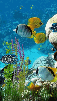 Aquarium Fish GIF - Aquarium Fish GIFs