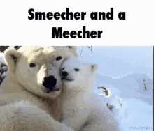 Okbc Smeecher GIF - Okbc Smeecher GIFs