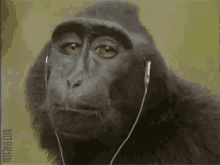 monkey earphones in when my jam comes on music