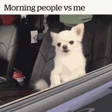 me vs morning people dog sleepy