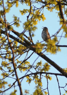 bird tree bird tree