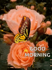 good morning roses butterflies sparks