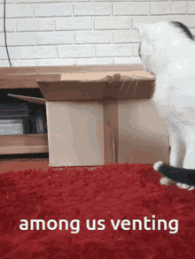 Maya The Cat Is Venting GIF - Maya The Cat Is Venting GIFs