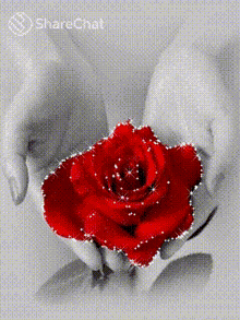 Rose Red Rose GIF - Rose Red Rose Holding Flower GIFs