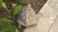 Tartaruga Turtle GIF - Tartaruga Turtle Tartoise GIFs