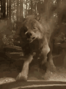 Angry Wolf GIF - Angry Wolf Scary GIFs