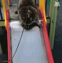 going down slide weee raccoon having fun sliding down