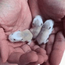 Mouse Cute GIF - Mouse Cute Mice GIFs
