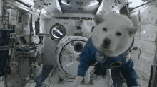 dog shiba float space astronaut dog shiba float space astronaut