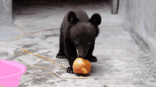 Baby Bear Plays With His Apple GIF - Bear Baby Animal GIFs