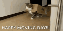 Animals Cats GIF - Animals Cats In GIFs