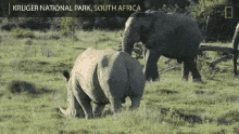elephant rhino wild play fail