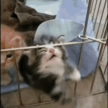 Let Me GIF - Let Me Out GIFs