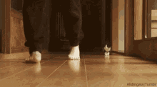 Leader GIF - Cat Chase Follow GIFs