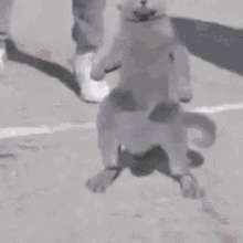 Dancing Cat Swag GIF - Dancing Cat Swag Cool GIFs