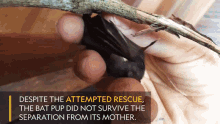 Despite The Attempted Rescue The Bat Pup Did Not Survive The Separation From Its Mother GIF - Despite The Attempted Rescue The Bat Pup Did Not Survive The Separation From Its Mother Worlds Weirdest GIFs