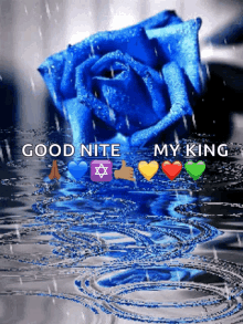 blue rose raining rain drops