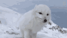 Look Away National Geographic GIF - Look Away National Geographic A Friendly Arctic Fox Greets Explorers GIFs