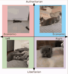 Saturnius Cat Meme GIF - Saturnius Cat Meme Cat GIFs
