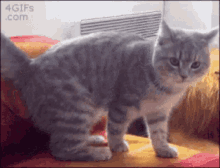 Curling Up Cool GIF - Curling Up Cool Funny GIFs