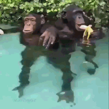 Monke Pool GIF - Monke Pool Banana GIFs
