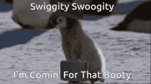 booty swiggity swoogity coming for that