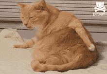 #gpoy GIF - Cats Butt Scratch GIFs