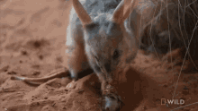 Eating Food National Geographic GIF - Eating Food National Geographic Meet The Bilby Of Taronga Zoo GIFs