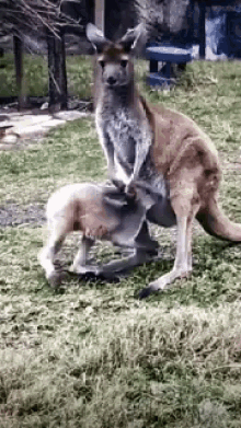 kangaroo joey hiding