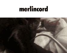 Merlin Merlincord GIF - Merlin Merlincord Daltonland GIFs
