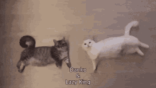 Lazy Kings Cats GIF - Lazy Kings Lazy Cats GIFs