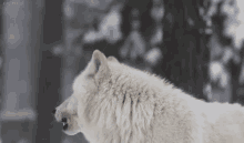 Hhoowwwlll GIF - Whitewolf Dog Howl GIFs